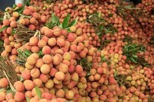 China buys over 9,500 tons of lychees
