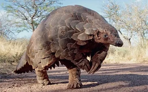 Products from endangered pangolins have no medical benefits