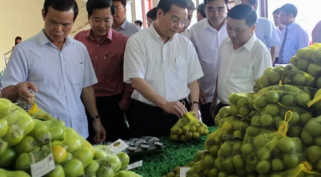 Geographical indication protection of ‘Quan Ba’ seedless persimmon announced