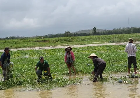 Farmers in Quang Nam cope with loss of land