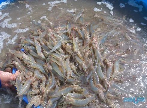 Irrigation planning for shrimp sector