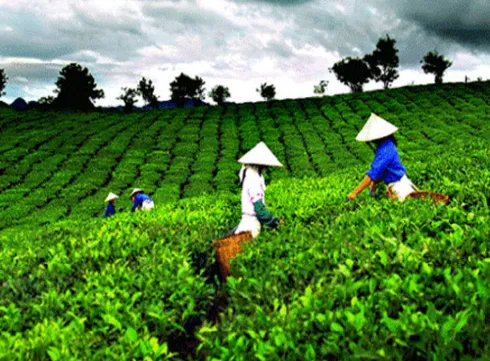 Solving trouble brewing in the Vietnam tea industry