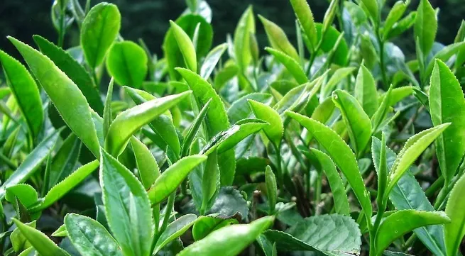 Vietnam's Tea wins special prize in the US