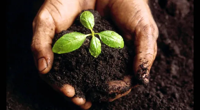 Growing vegetables via the Internet