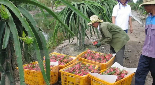 Australia considers importing Vietnamese dragonfruits