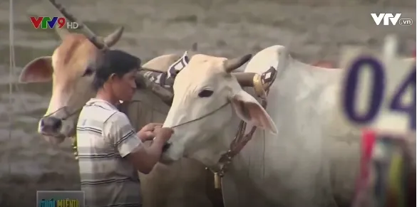 Oxen race in An Giang on National Day