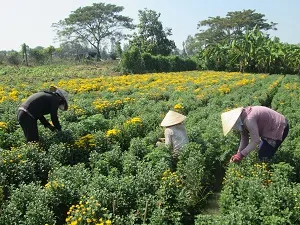 Tân Châu develops tourism services to attract visitors