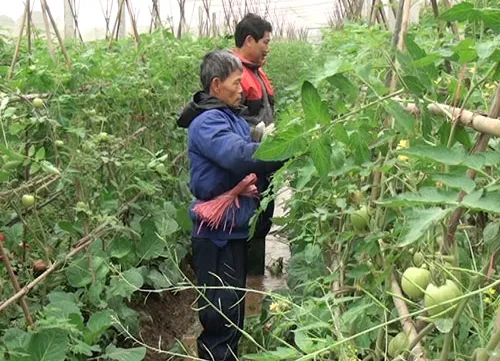 VietGap persimmons have higher value