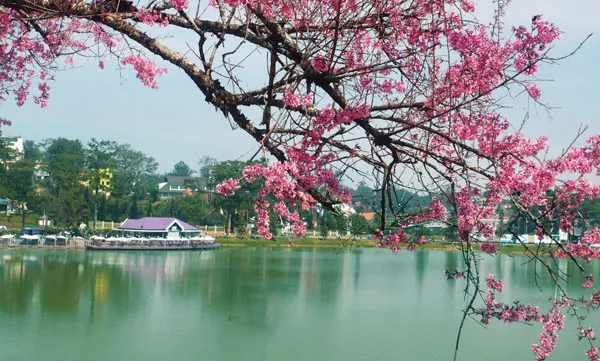 First ever cherry blossom festival in Dalat