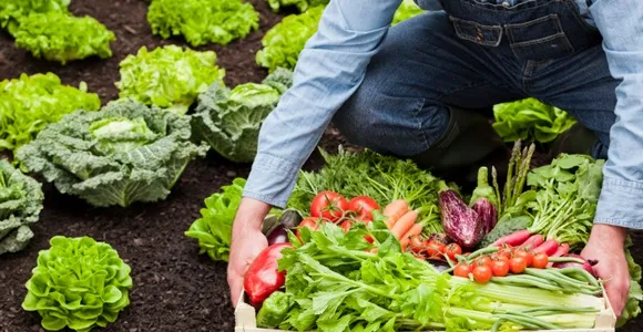 Quality certification needed for organic farm produce