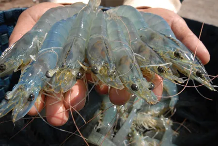 Shrimp exports to South Korea subject to examinations