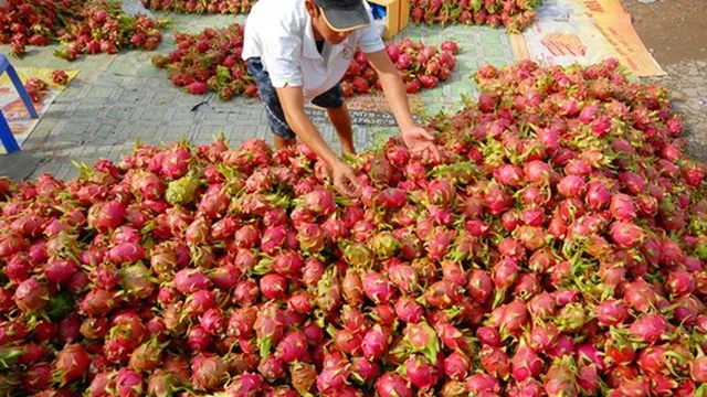 Vegetables export increased 44% in 6 months