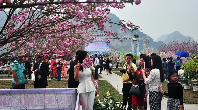 Quang Ninh to host Cherry Blossom – Ochna Flower Festival