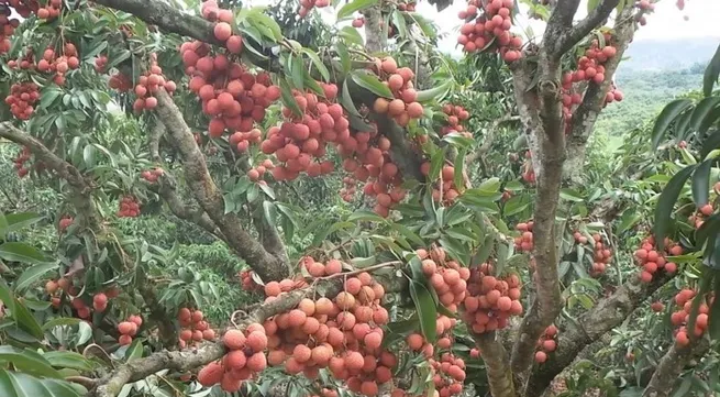 Lychee harvest season causes concerns