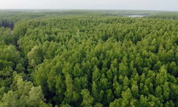 Finland helps Vietnam build forestry database