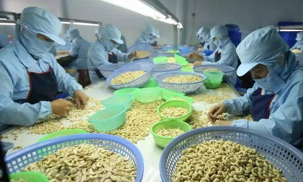 Advanced technology crucial to improve cashew output