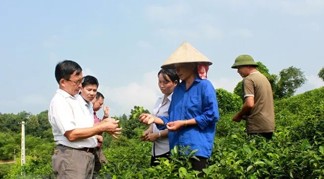 Germany helps Tra Vinh build modern cooperative models