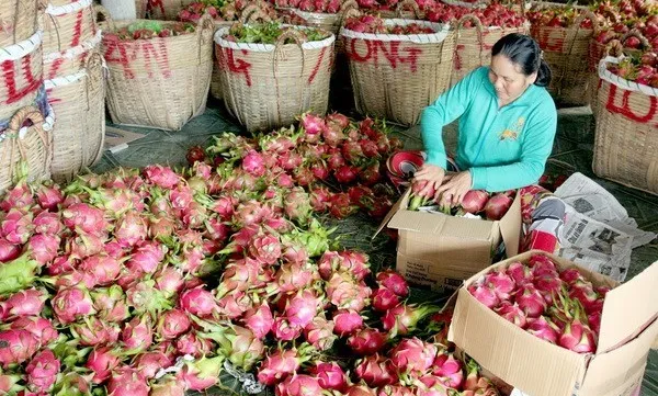 RoK – potential market for Vietnam’s fruit-vegetable exports