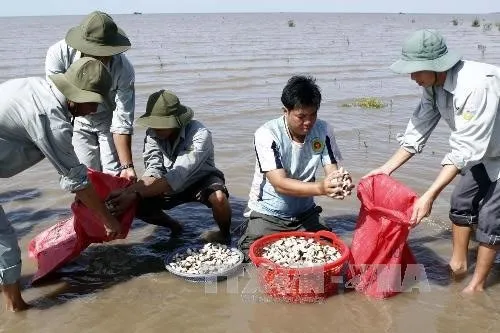 Mekong clam farmers develop sustainable value chains