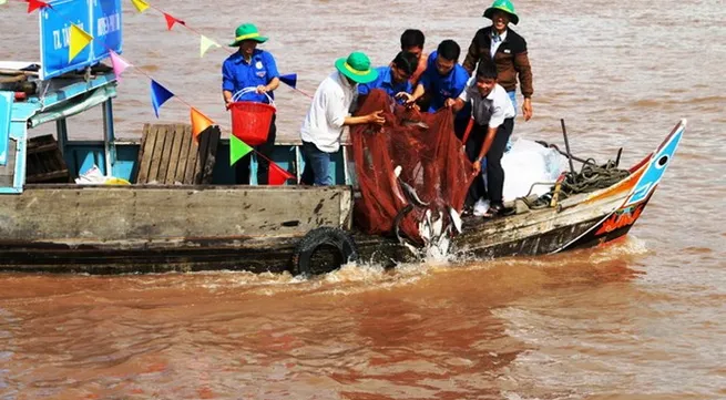 Over 7.6 tonnes of fish fry released in An Giang