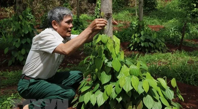 Pepper prices will struggle to recover this year: MARD