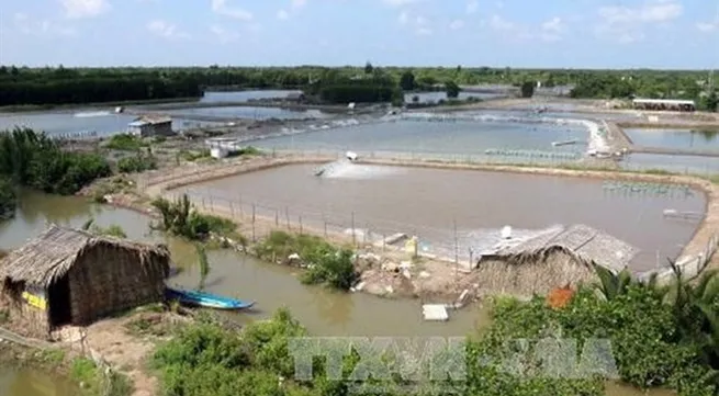 Renewable energy eases pressure for shrimp farmers