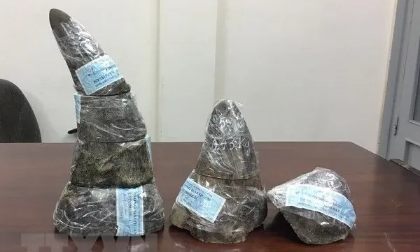 34kg of rhino horns seized at Noi Bai airport