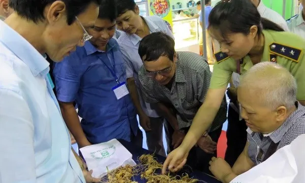 Second Ngoc Linh ginseng festival opens in Quang Nam