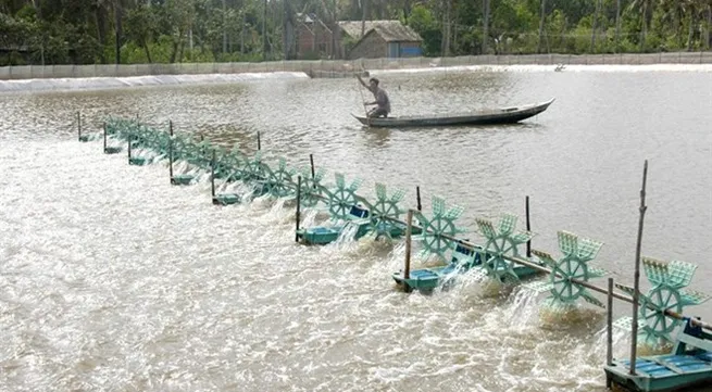 Tra Vinh farmers grow mangrove forests to breed shrimp