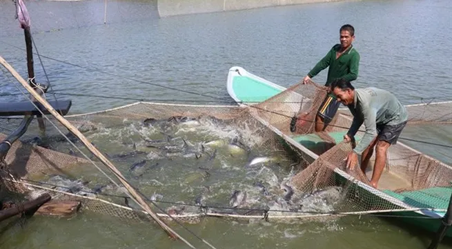 Dong Thap catfish farms near annual target