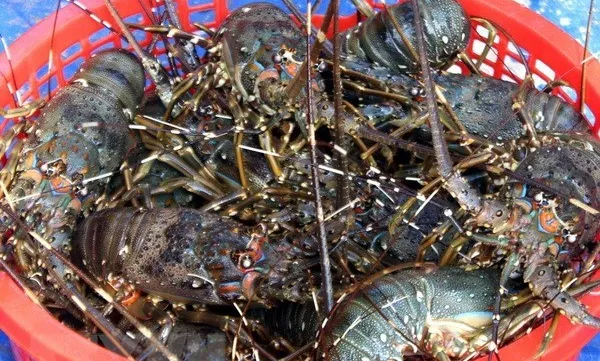 VASEP discusses building national trademarks for shrimp, tra fish