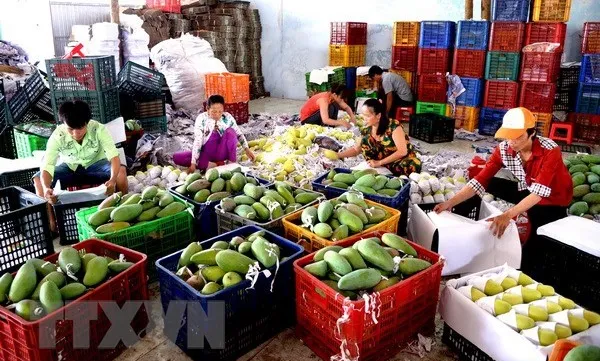 Vietnam’s fruit, vegetables export sees impressive growth