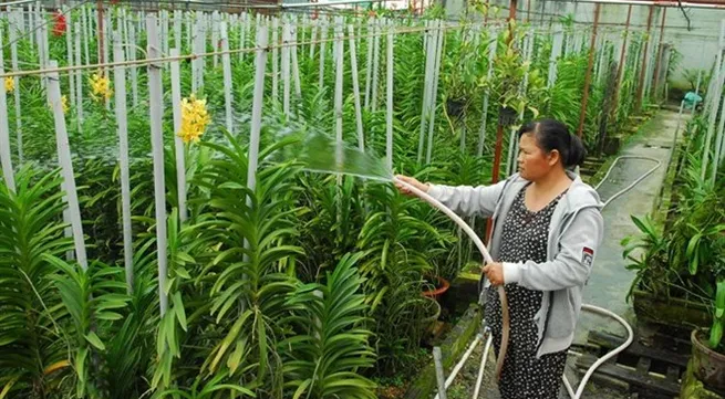 Vinh Long to revamp agriculture