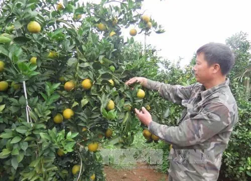 Hoa Binh promotes local fruit, farm produce