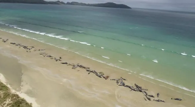 145 whales die after mass stranding in New Zealand