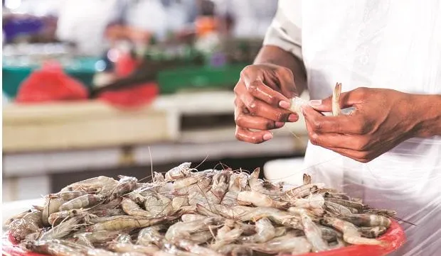 Shrimp prices in Vietnam still high