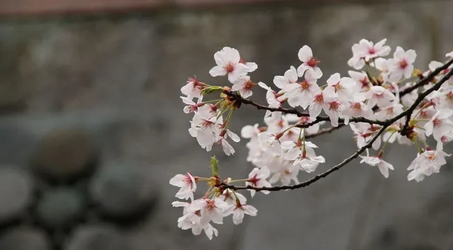 Japan: cherry blossoms bloom in the fall