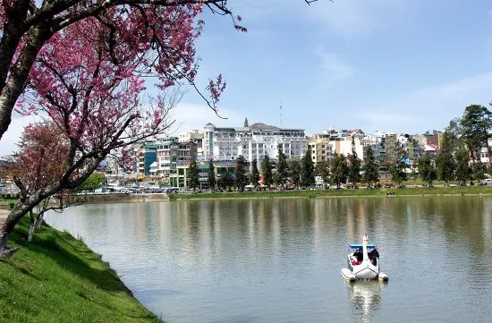 Cherry blossom festival in Dalat to be launched