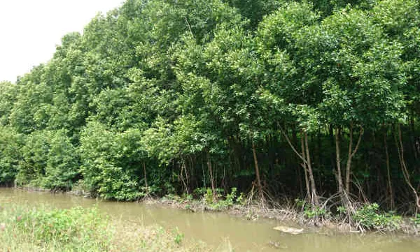 Ca Mau loses 400 hectares of coastal forests per year