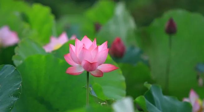 Lotus flowers in full bloom in Hanoi