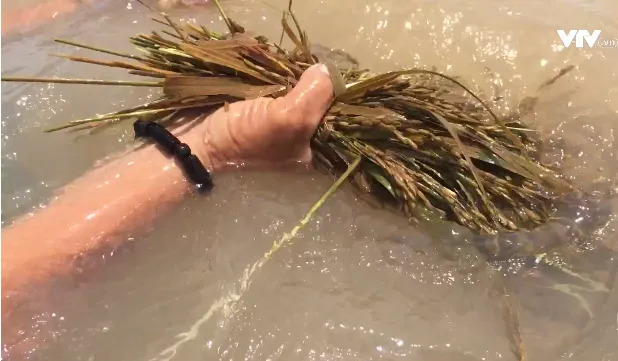 An Giang prepares for early flood