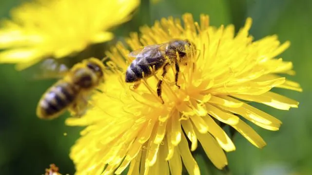 EU agrees to ban all bee-harming pesticides