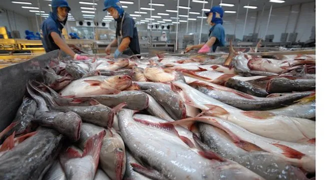 Global market beneficial to Vietnamese tra fish