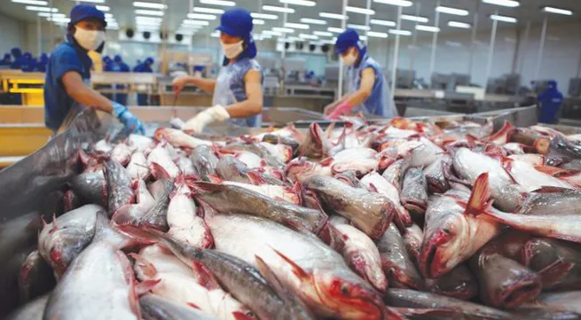 Japanese market imports catfish from  Vietnam