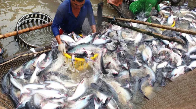 DOC announces record high import tax for Vietnam's Tra fish