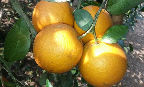 Nghe An oranges enrich farmers