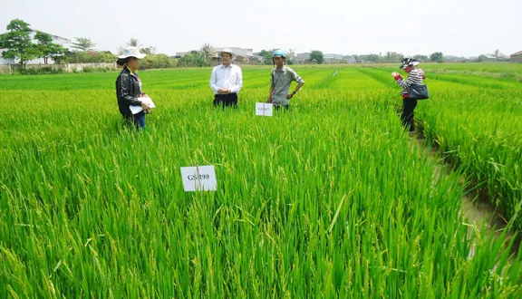 Can Tho eyes green development