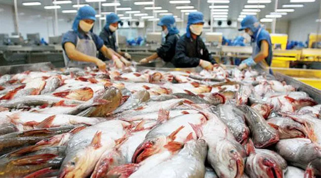 The U.S becomes Vietnam’s largest Tra fish importer