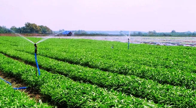 Dong Nai province prioritizes high-tech agriculture