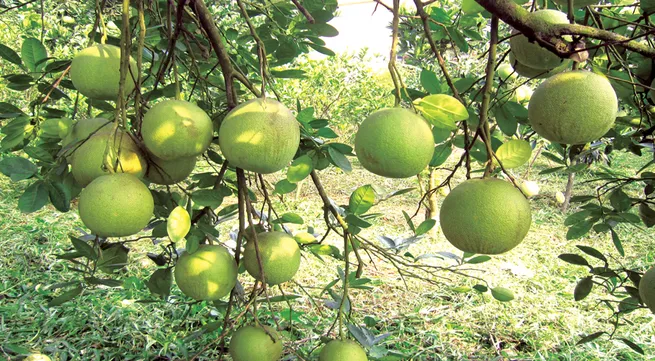 Doan Hung pomelo festival